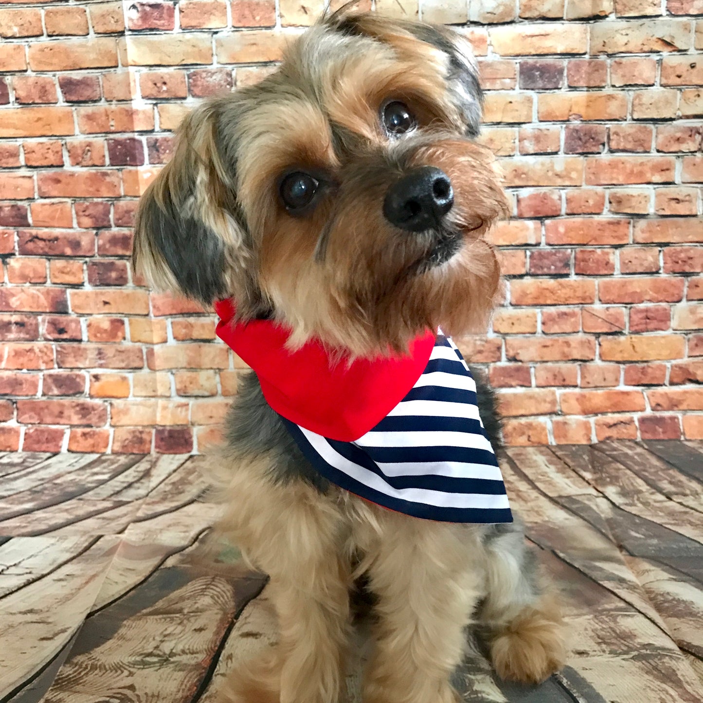 pet, pet bow tie, bandana, pet bandana, cat, dog, perro, gato, animales, tienda para mascota, accesorios para mascota, collar para perro, pet collar, lazo para perro, bow for dog, riverview, pet friendly, dog collar sale, dog mom life, pet parents, pet dog