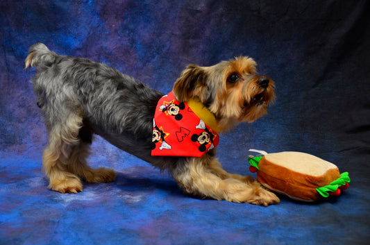 pet, pet bow tie, bandana, pet bandana, cat, dog, perro, gato, animales, tienda para mascota, accesorios para mascota, collar para perro, pet collar, lazo para perro, bow for dog, riverview, pet friendly, dog collar sale, dog mom life, pet parents, pet dog