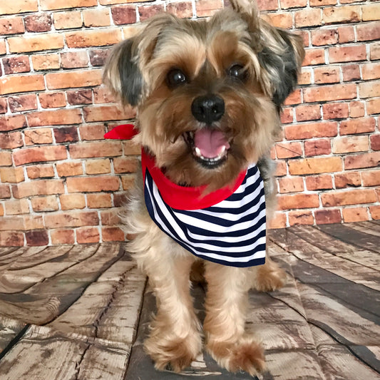 pet, pet bow tie, bandana, pet bandana, cat, dog, perro, gato, animales, tienda para mascota, accesorios para mascota, collar para perro, pet collar, lazo para perro, bow for dog, riverview, pet friendly, dog collar sale, dog mom life, pet parents, pet dog